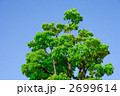 新緑