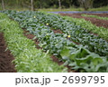野菜畑