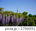 東京 墨田区 亀戸天神社 神苑 藤まつりとスカイツリー