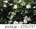 半八重の白薔薇（ジャクリーヌ・デュ・プレ）