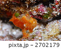 カエルアンコウ
