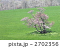 一本桜