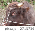 小地谷の闘牛の涙