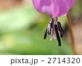 春の妖精　カタクリ
