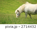 草原の白馬
