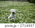 シロツメクサと走る犬
