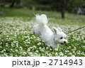 シロツメクサと走る犬