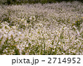 大根の花