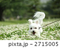 シロツメクサと走る犬