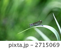 オオカワトンボ
