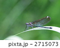 オオカワトンボ