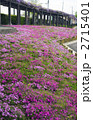 鳥羽の芝桜