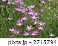 麦仙翁 ムギセンノウ　の花が満開です