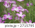 麦仙翁 ムギセンノウ　の花が満開です