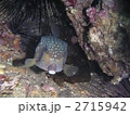 ハコフグの正面顔