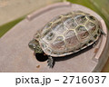 クサガメ