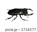 クワガタ虫