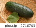 加賀太きゅうり