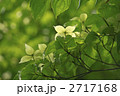ヤマボウシ