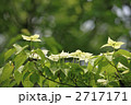 ヤマボウシ