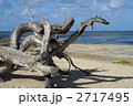 流木