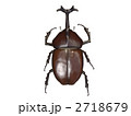 カブト虫
