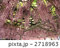 吉祥寺 　藤