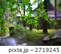 京都 雨の大原 来迎院 新緑の紅葉 