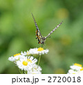 花の蜜を吸うアゲハチョウ
