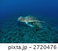 アオウミガメ