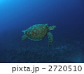 アオウミガメ