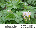 ジャガイモの花