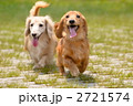 ミニチュアダックス