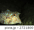 シマウミスズメ
