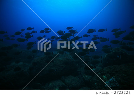海中 海 水中