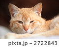 猫ポートレイト