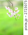 ふんわり枝垂桜　背景新緑