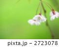 ふんわり枝垂桜　背景新緑