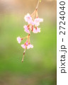 ふんわり枝垂桜