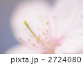 ふんわり桜
