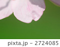 さくらの花びら