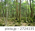 青木ヶ原樹海