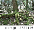 青木ヶ原樹海　木の根っこ