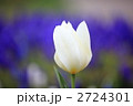 白いチューリップ