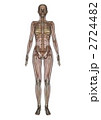 女性人体模型