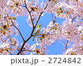 メジロと桜