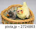 オカメインコとボタンインコ