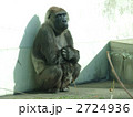 ゴリラ