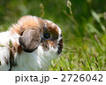うさぎ