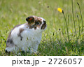 うさぎ